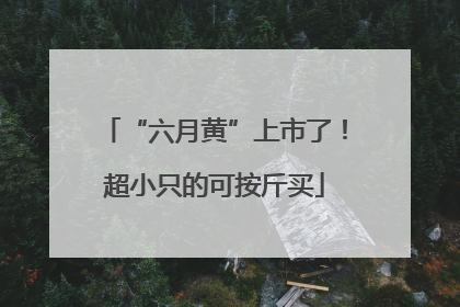 “六月黄”上市了！超小只的可按斤买