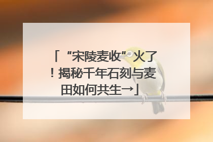 “宋陵麦收”火了！揭秘千年石刻与麦田如何共生→