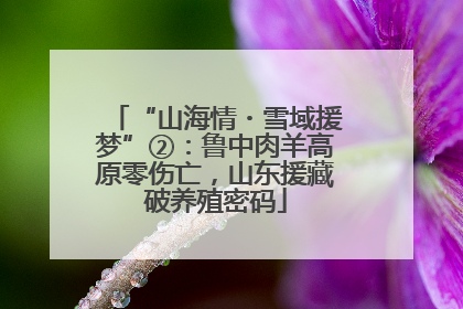 “山海情・雪域援梦”②：鲁中肉羊高原零伤亡，山东援藏破养殖密码