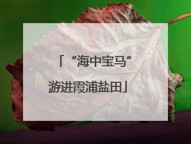 “海中宝马”游进霞浦盐田