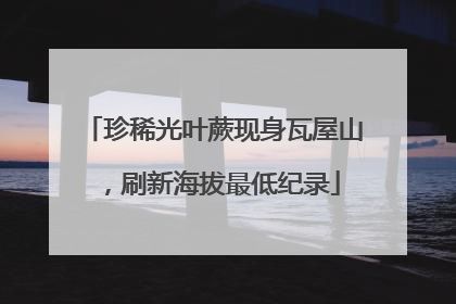 珍稀光叶蕨现身瓦屋山，刷新海拔最低纪录
