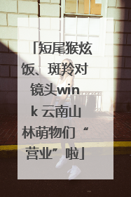 短尾猴炫饭、斑羚对镜头wink 云南山林萌物们“营业”啦