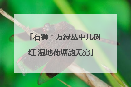 石狮：万绿丛中几树红 湿地荷塘韵无穷