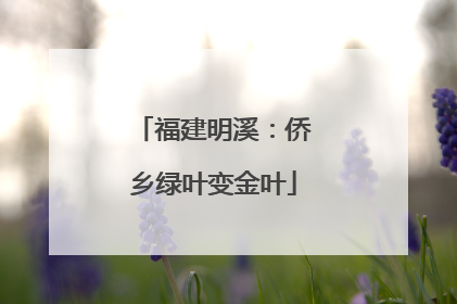 福建明溪：侨乡绿叶变金叶