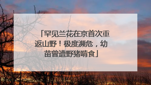 罕见兰花在京首次重返山野！极度濒危，幼苗曾遭野猪啃食