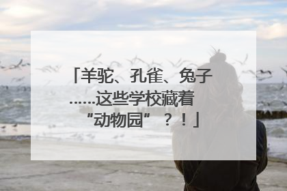 羊驼、孔雀、兔子……这些学校藏着 “动物园”？！