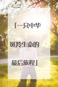 一只中华斑羚生命的最后旅程