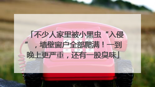 不少人家里被小黑虫“入侵”，墙壁窗户全部爬满！一到晚上更严重，还有一股臭味