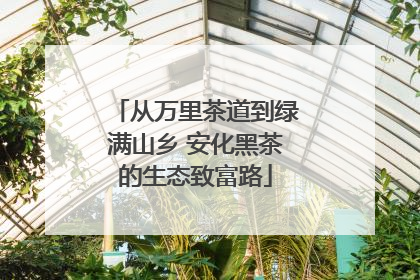 从万里茶道到绿满山乡 安化黑茶的生态致富路