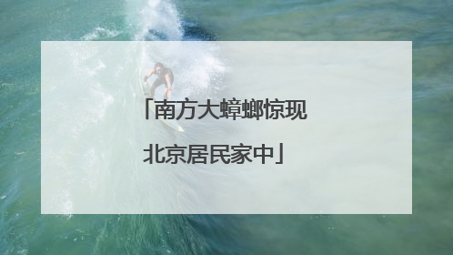 南方大蟑螂惊现北京居民家中