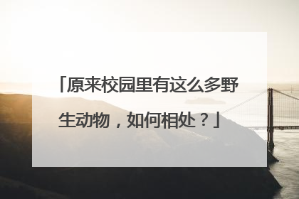 原来校园里有这么多野生动物，如何相处？