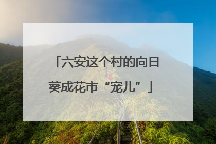 六安这个村的向日葵成花市“宠儿”