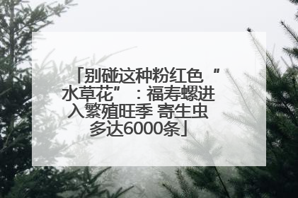 别碰这种粉红色“水草花”：福寿螺进入繁殖旺季 寄生虫多达6000条