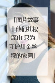 图片故事丨他们扎根深山 只为守护川金丝猴的家园