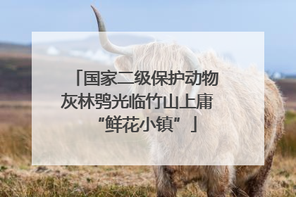 国家二级保护动物灰林鸮光临竹山上庸“鲜花小镇”