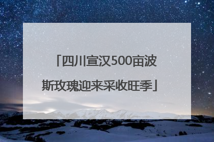 四川宣汉500亩波斯玫瑰迎来采收旺季