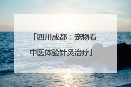 四川成都：宠物看中医体验针灸治疗
