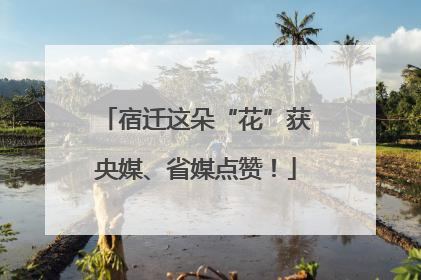 宿迁这朵“花”获央媒、省媒点赞！