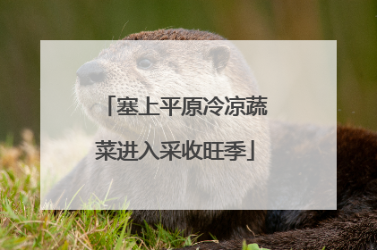 塞上平原冷凉蔬菜进入采收旺季