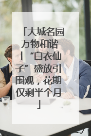 大城名园 万物和谐│“白衣仙子”盛放引围观，花期仅剩半个月