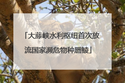 大藤峡水利枢纽首次放流国家濒危物种唇鲮