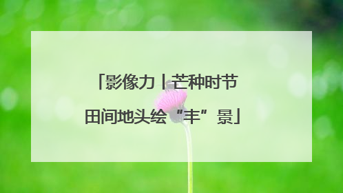 影像力丨芒种时节 田间地头绘“丰”景