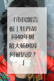 市民留言板｜牡丹胡同40年树龄大杨树因何被扒皮？