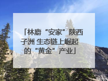 林麝“安家”陕西子洲 生态链上崛起的“黄金”产业