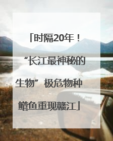 时隔20年！“长江最神秘的生物”极危物种鳤鱼重现赣江