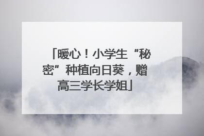暖心！小学生“秘密”种植向日葵，赠高三学长学姐