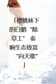 樱桃林下的白鹅“除草工” 奏响生态致富“向天歌”
