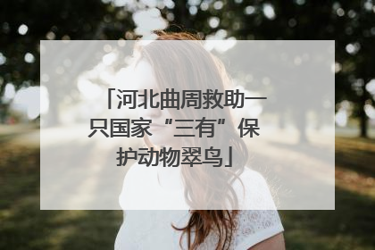 河北曲周救助一只国家“三有”保护动物翠鸟