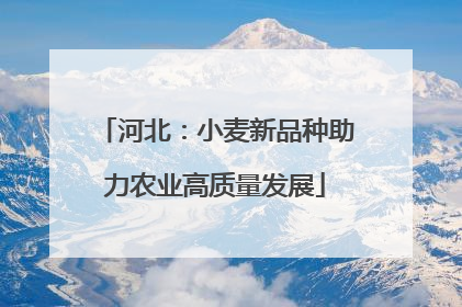河北：小麦新品种助力农业高质量发展