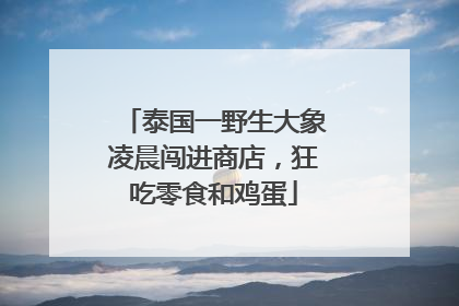 泰国一野生大象凌晨闯进商店，狂吃零食和鸡蛋