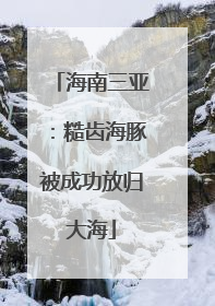 海南三亚：糙齿海豚被成功放归大海