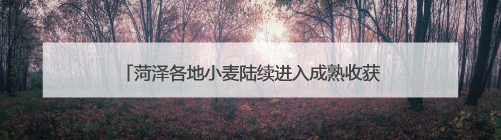 菏泽各地小麦陆续进入成熟收获期 多措并举确保夏粮颗粒归仓