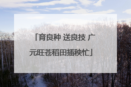 育良种 送良技 广元旺苍稻田插秧忙