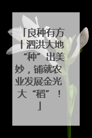 良种有方丨泗洪大地“种”出美妙，铺就农业发展金光大“稻”！