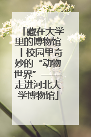 藏在大学里的博物馆丨校园里奇妙的“动物世界”——走进河北大学博物馆