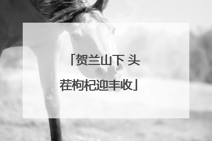 贺兰山下 头茬枸杞迎丰收