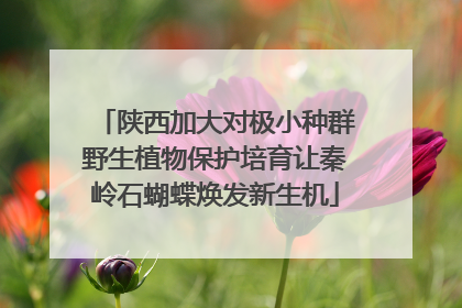 陕西加大对极小种群野生植物保护培育让秦岭石蝴蝶焕发新生机