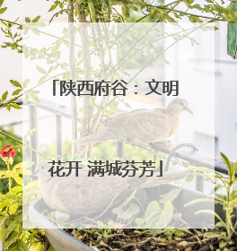 陕西府谷：文明花开 满城芬芳