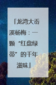 龙湾大岙溪杨梅：一颗“红盘绿蒂”的千年滋味