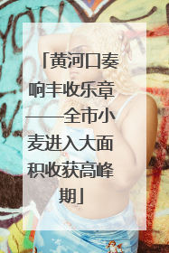黄河口奏响丰收乐章——全市小麦进入大面积收获高峰期